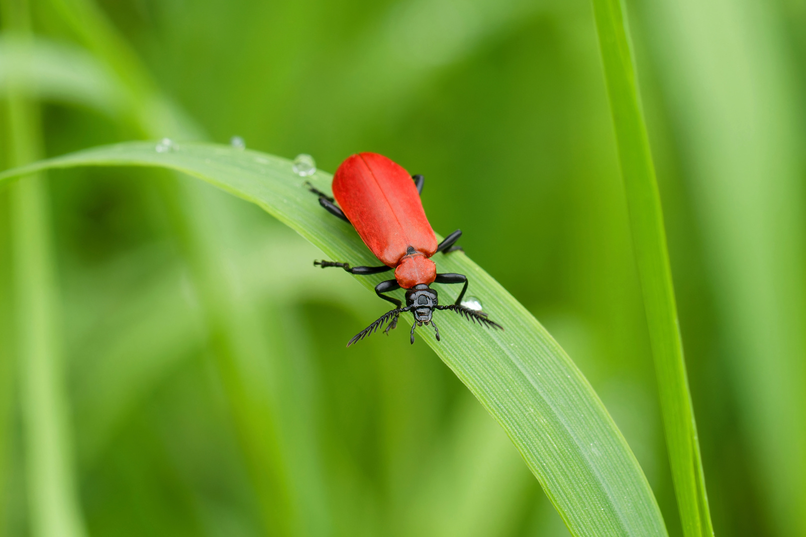  Scharlachroter Feuerkäfer  (Pyrochroa coccinea)