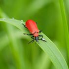  Scharlachroter Feuerkäfer  (Pyrochroa coccinea)