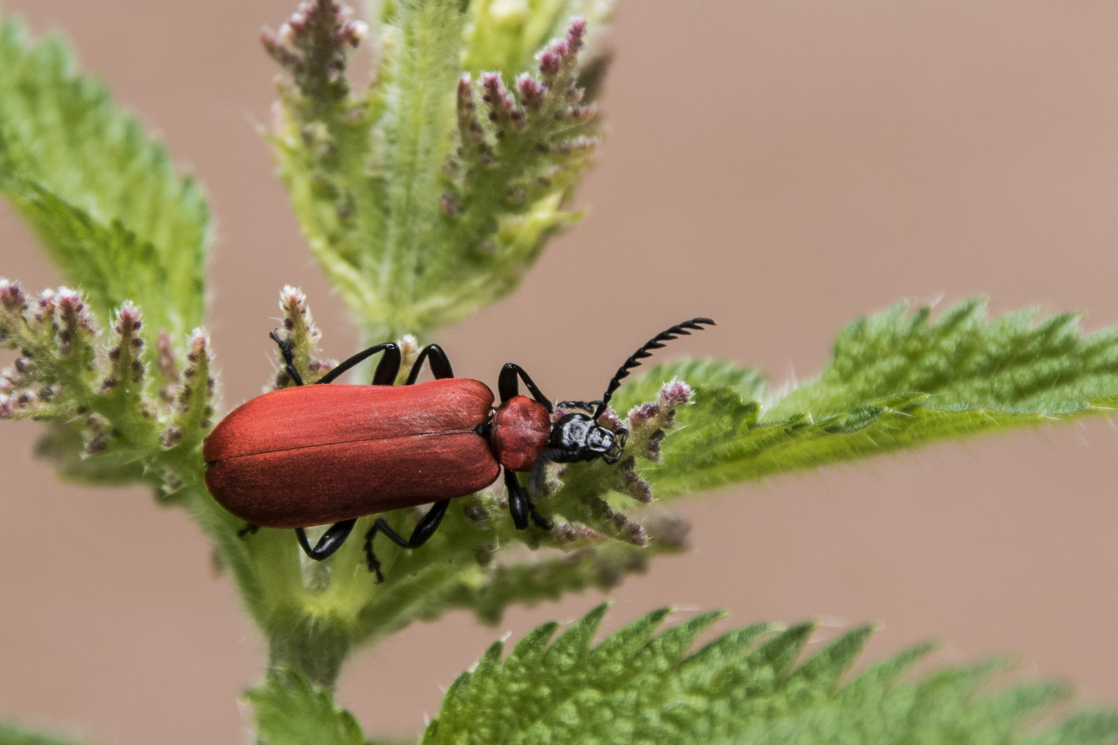 Scharlachroter Feuerkäfer (Pyrochroa coccinea)