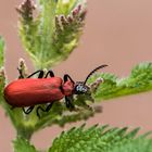 Scharlachroter Feuerkäfer (Pyrochroa coccinea)