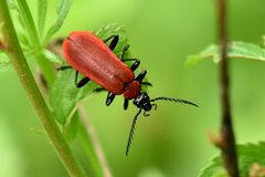 Scharlachroter Feuerkäfer (Pyrochroa coccinea)