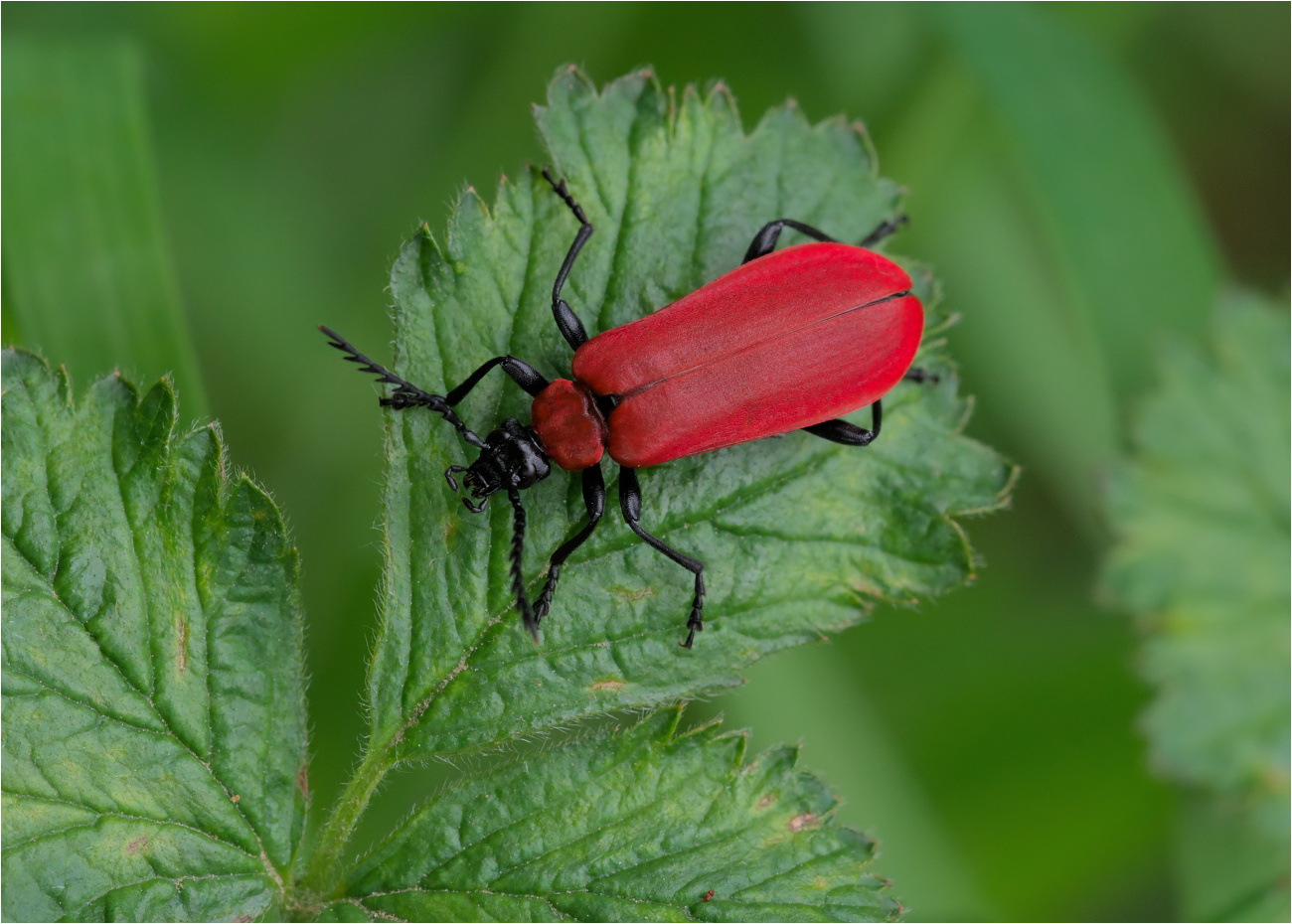 Scharlachroter Feuerkäfer ( Pyrochroa coccinea)