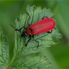 Scharlachroter Feuerkäfer ( Pyrochroa coccinea)