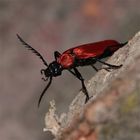 SCHARLACHROTER FEUERKÄFER (PYROCHROA COCCINEA)