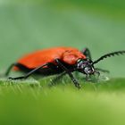 Scharlachroter Feuerkäfer (Pyrochroa coccinea)