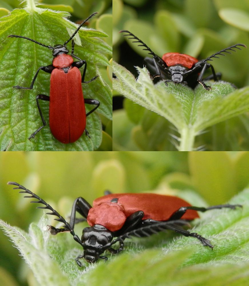 Scharlachroter Feuerkäfer (Pyrochroa coccinea) - Collage