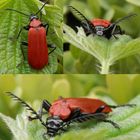 Scharlachroter Feuerkäfer (Pyrochroa coccinea) - Collage