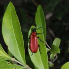 Scharlachroter Feuerkäfer (Pyrochroa coccinea) im Grünen