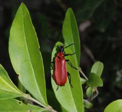 Scharlachroter Feuerkäfer (Pyrochroa coccinea) im Grünen