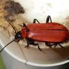 Scharlachroter Feuerkäfer (Pyrochroa coccinea) IV