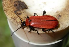 Scharlachroter Feuerkäfer (Pyrochroa coccinea) IV