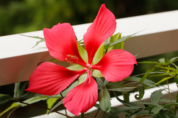 Scharlachroter Hibiskus