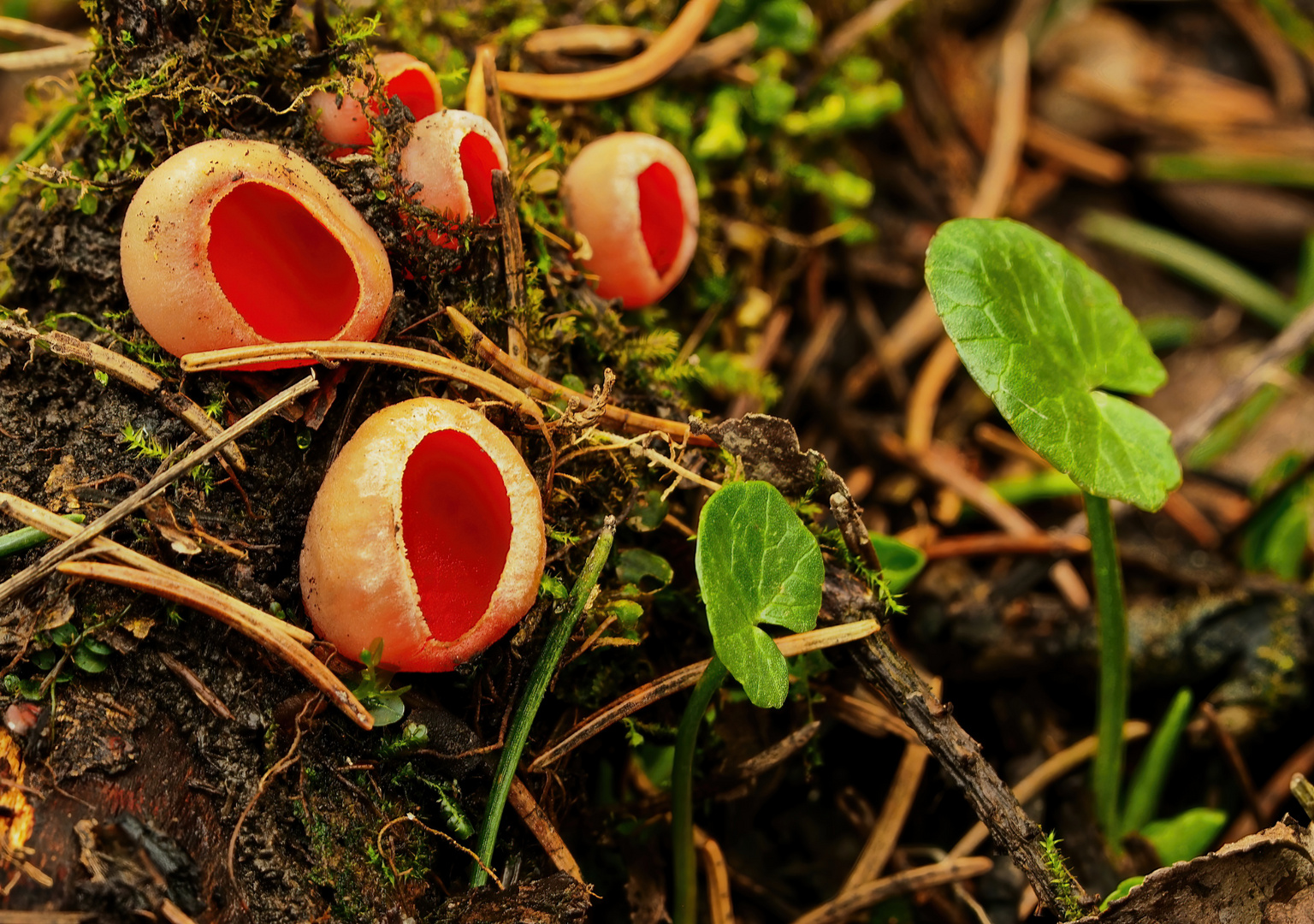 Scharlachroter Kelchbecherling