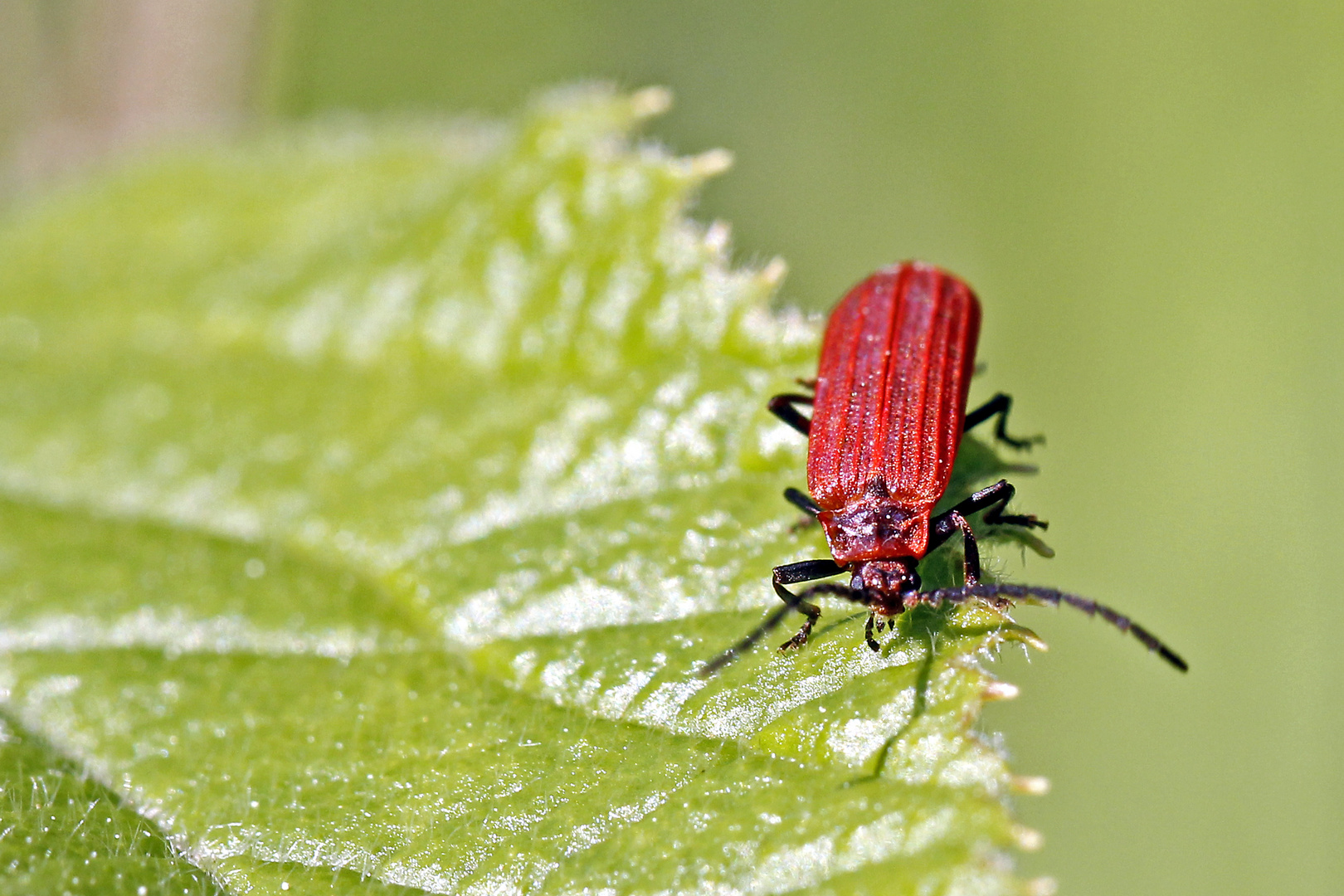 Scharlachroter Netzkäfer (Dictyoptera aurora)