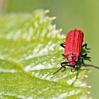 Scharlachroter Netzkäfer (Dictyoptera aurora)