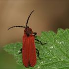 Scharlachroter Netzkäfer "Dictyoptera aurora"