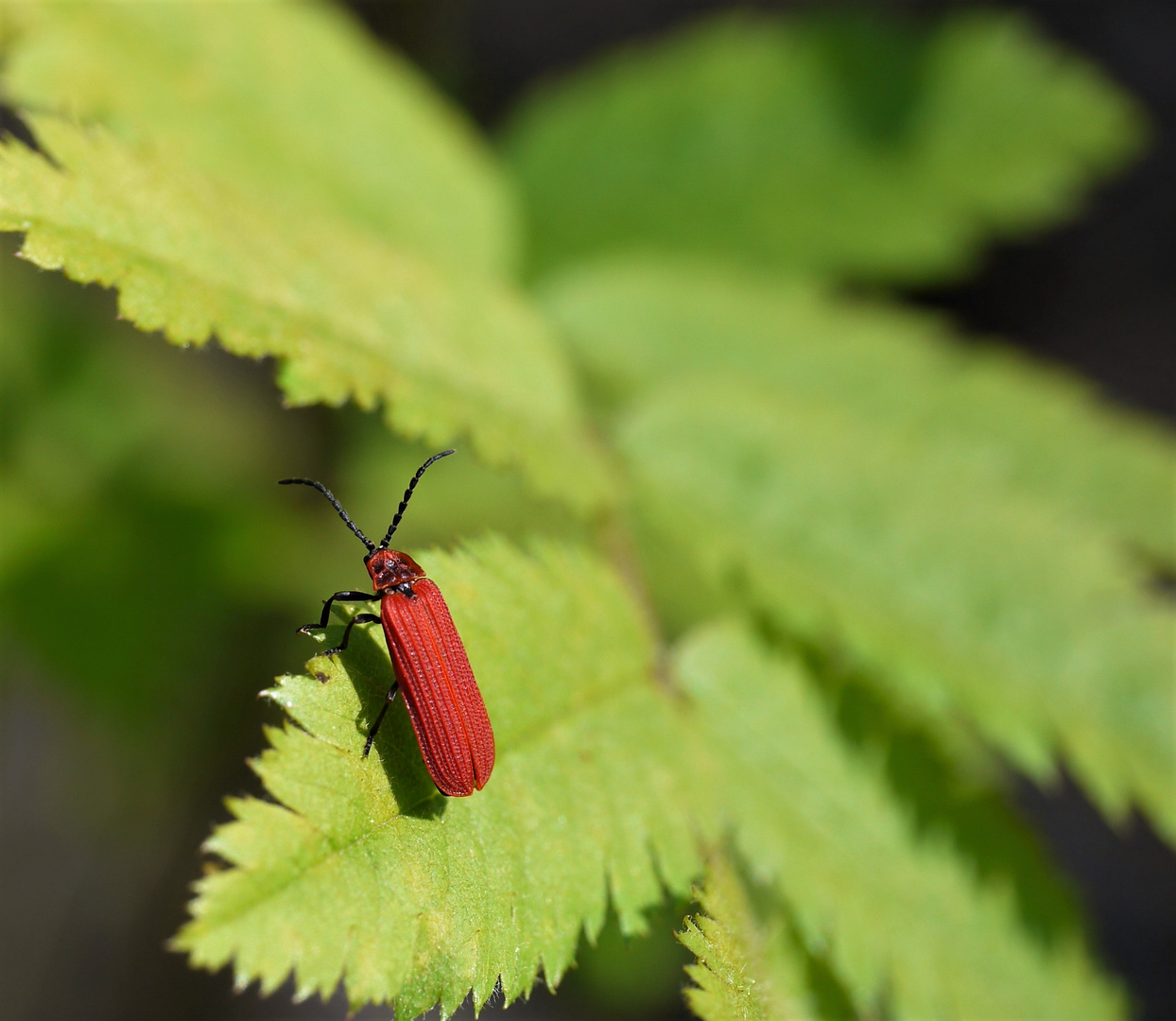 Scharlachroter Netzkäfer (Dictyoptera aurora)