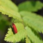 Scharlachroter Netzkäfer (Dictyoptera aurora)