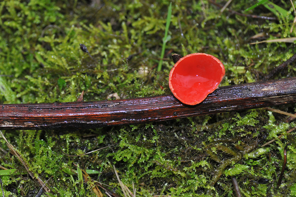 Scharlachroter oder Gemeiner Kelchbecherling im Regen?