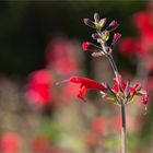 Scharlachroter Salbei oder Blutsalbei (Salvia coccinea)