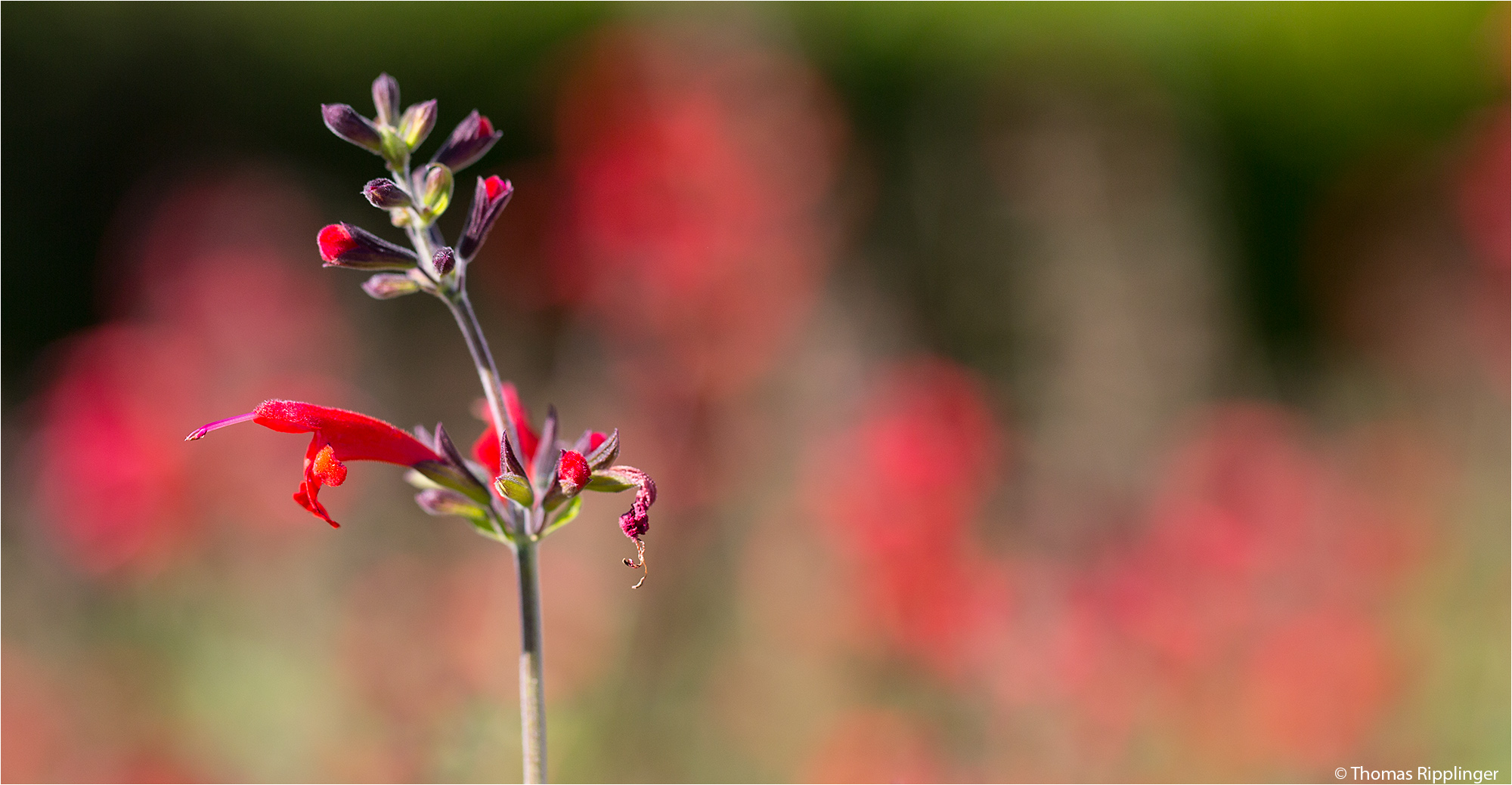 Scharlachroter Salbei oder Blutsalbei (Salvia coccinea)......