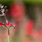 Scharlachroter Salbei oder Blutsalbei (Salvia coccinea)......