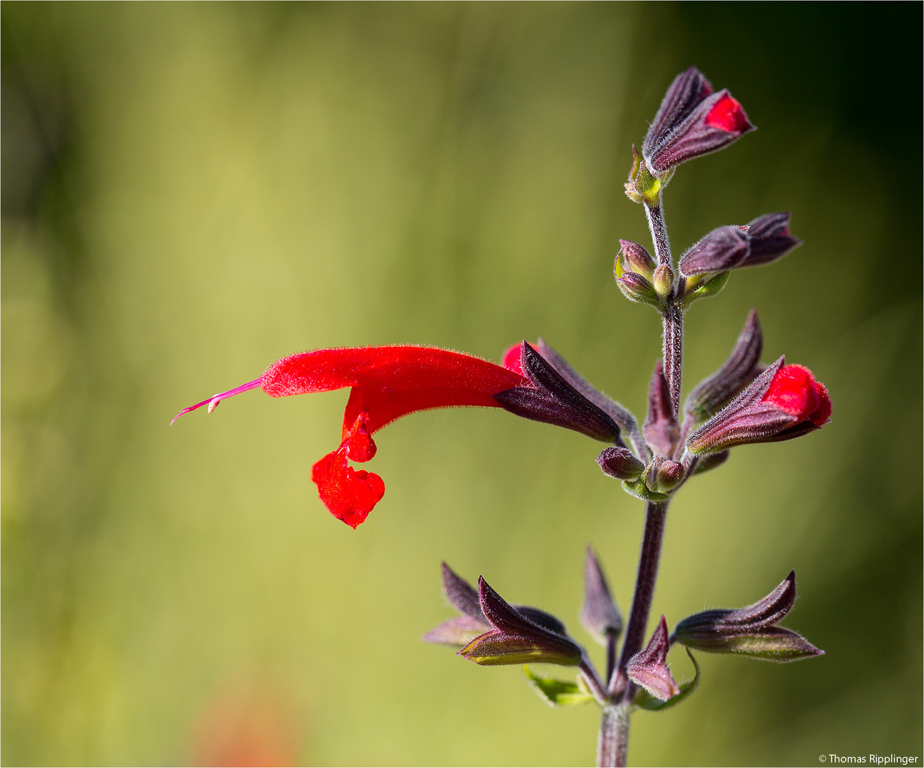 Scharlachroter Salbei oder Blutsalbei (Salvia coccinea)..