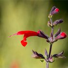 Scharlachroter Salbei oder Blutsalbei (Salvia coccinea)..