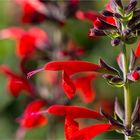 Scharlachroter Salbei oder Blutsalbei (Salvia coccinea).