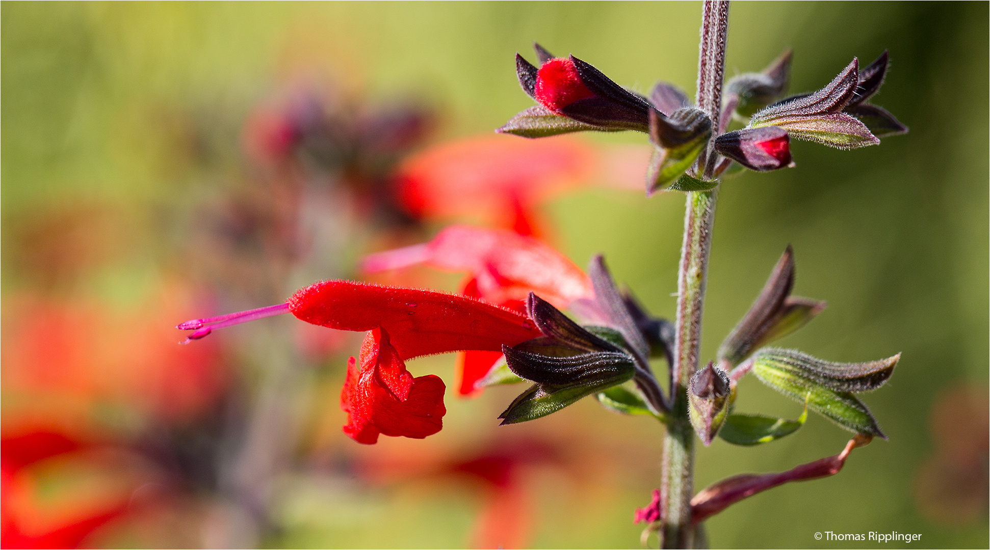 Scharlachroter Salbei oder Blutsalbei (Salvia coccinea)...