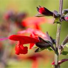 Scharlachroter Salbei oder Blutsalbei (Salvia coccinea)...