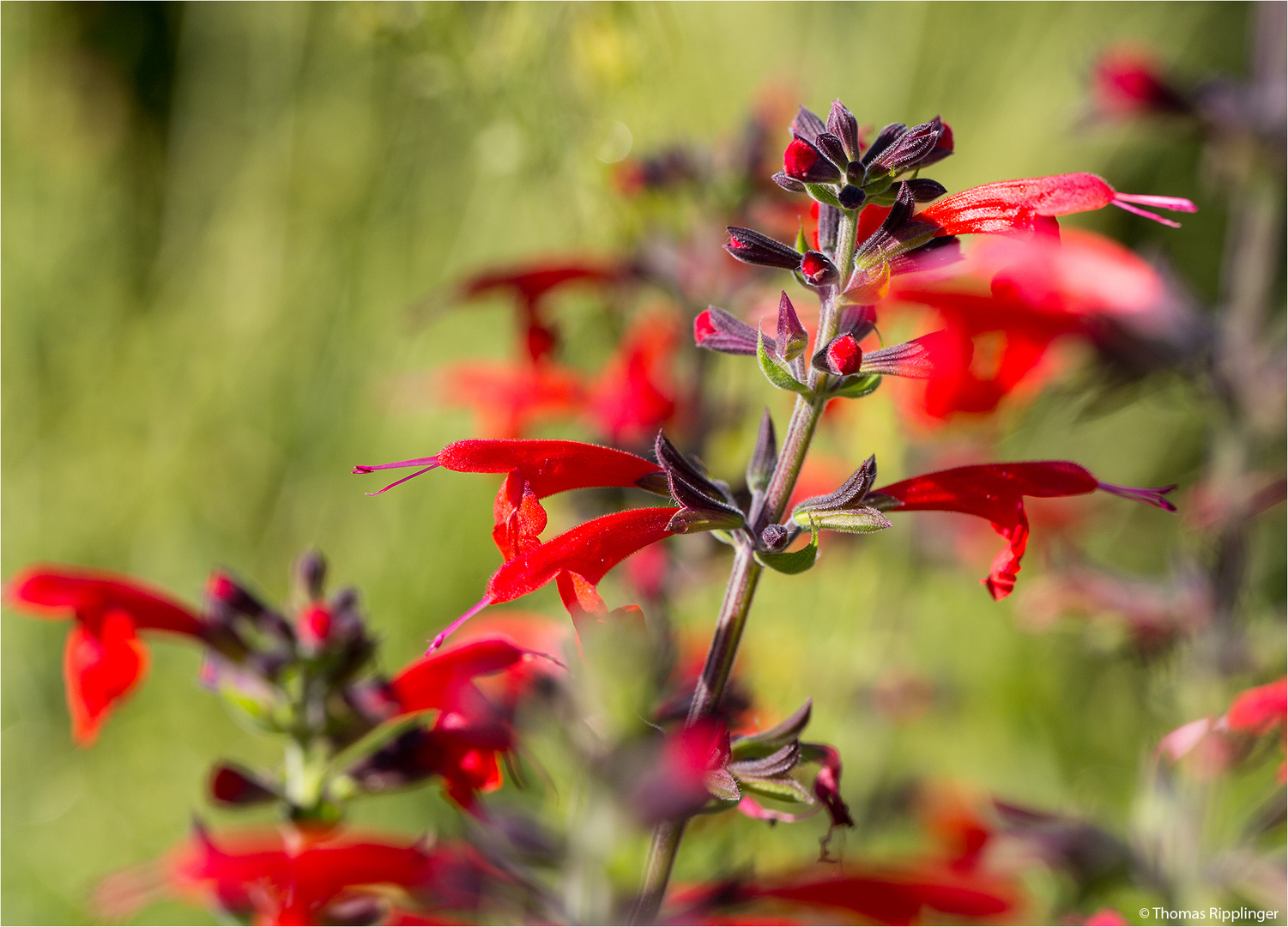 Scharlachroter Salbei oder Blutsalbei (Salvia coccinea)....