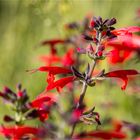 Scharlachroter Salbei oder Blutsalbei (Salvia coccinea)....