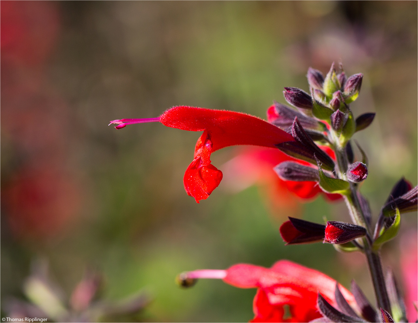 Scharlachroter Salbei oder Blutsalbei (Salvia coccinea).....