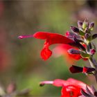 Scharlachroter Salbei oder Blutsalbei (Salvia coccinea).....