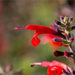 Scharlachroter Salbei oder Blutsalbei (Salvia coccinea).....