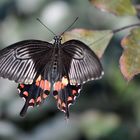 Scharlachroter Schwalbenschwanz (Papilio rumanzovia)