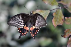 Scharlachroter Schwalbenschwanz (Papilio rumanzovia)