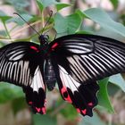 Scharlachroter Schwalbenschwanz (Papilio rumanzovia)