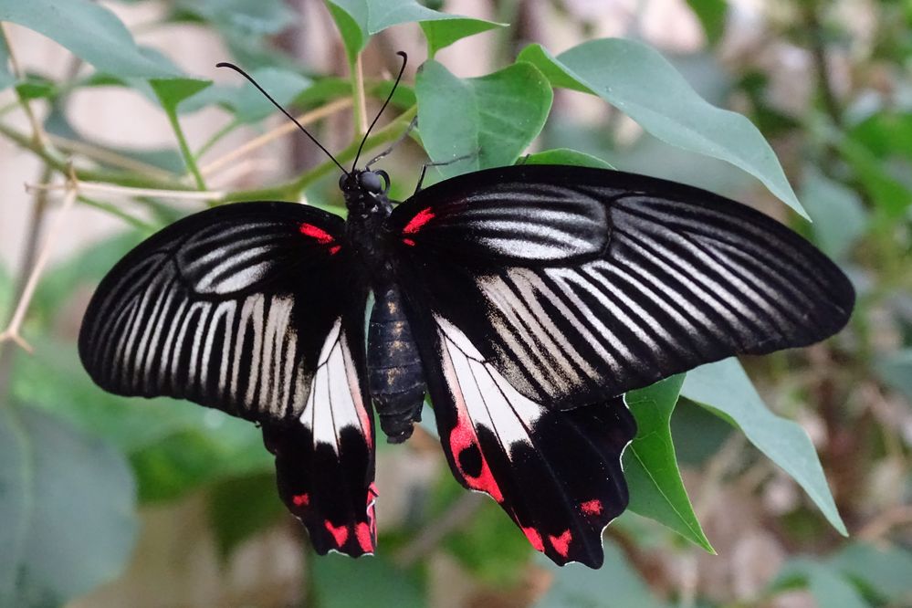 Scharlachroter Schwalbenschwanz (Papilio rumanzovia)