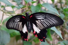 Scharlachroter Schwalbenschwanz (Papilio rumanzovia)