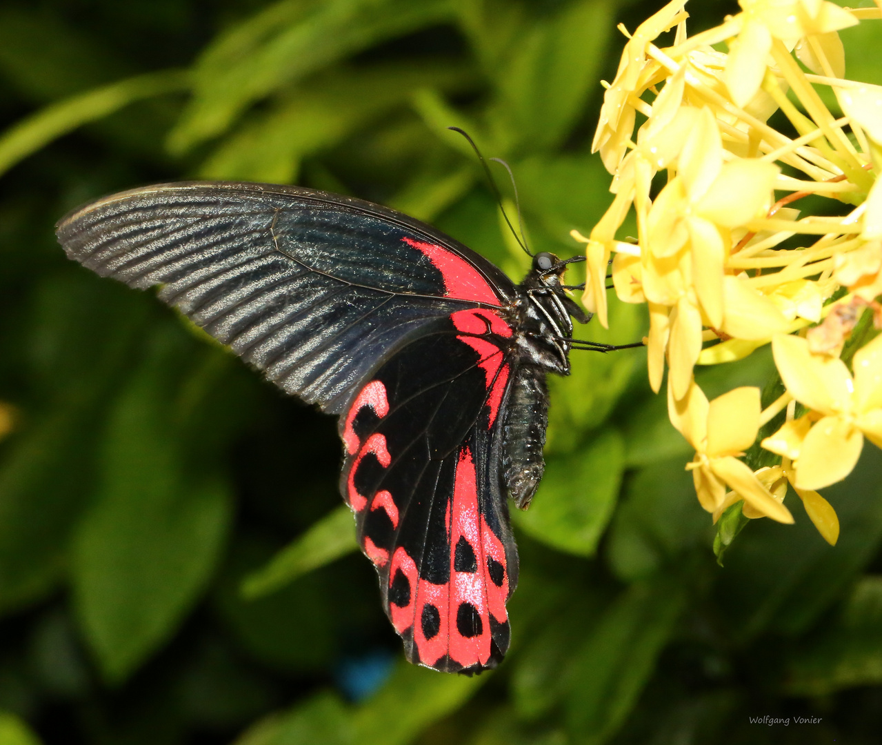 Scharlachroter Schwalbenschwanz-Papilio rumanzovia