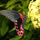 Scharlachroter Schwalbenschwanz-Papilio rumanzovia