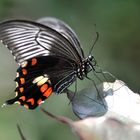 Scharlachroter Schwalbenschwanz (Papilio rumanzovia) Profil