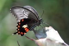 Scharlachroter Schwalbenschwanz (Papilio rumanzovia) Profil