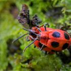 Scharlachroter Stäublingskäfer (Endomychus coccineus)