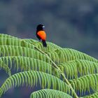 Scharlachroter Tanager