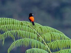 Scharlachroter Tanager