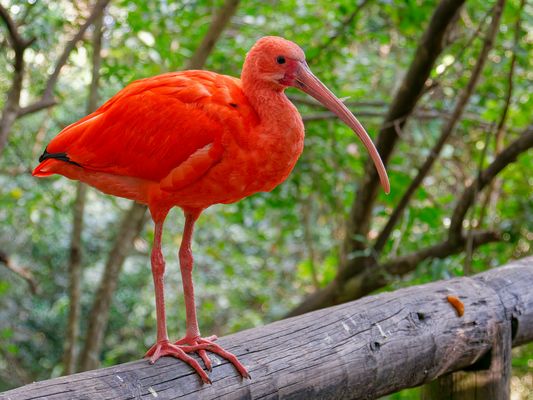 Scharlachsichler (Eudocimus ruber)