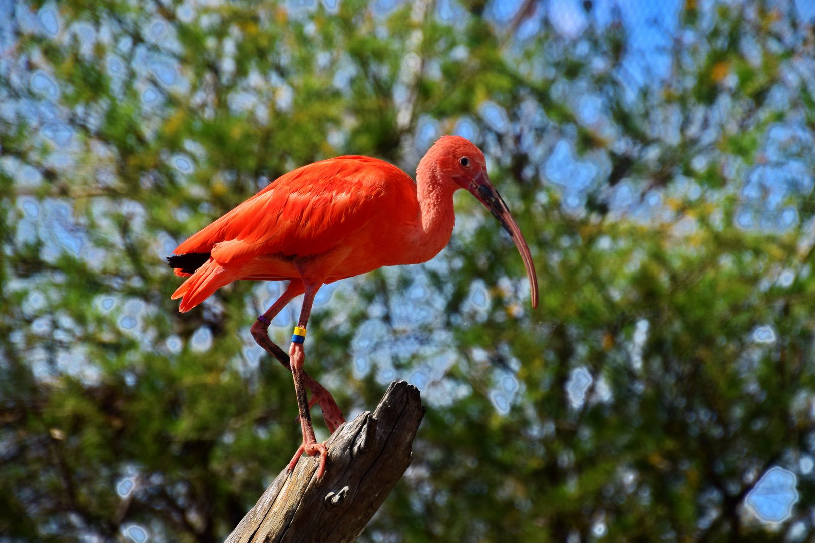 Scharlachsichler (Eudocimus ruber)